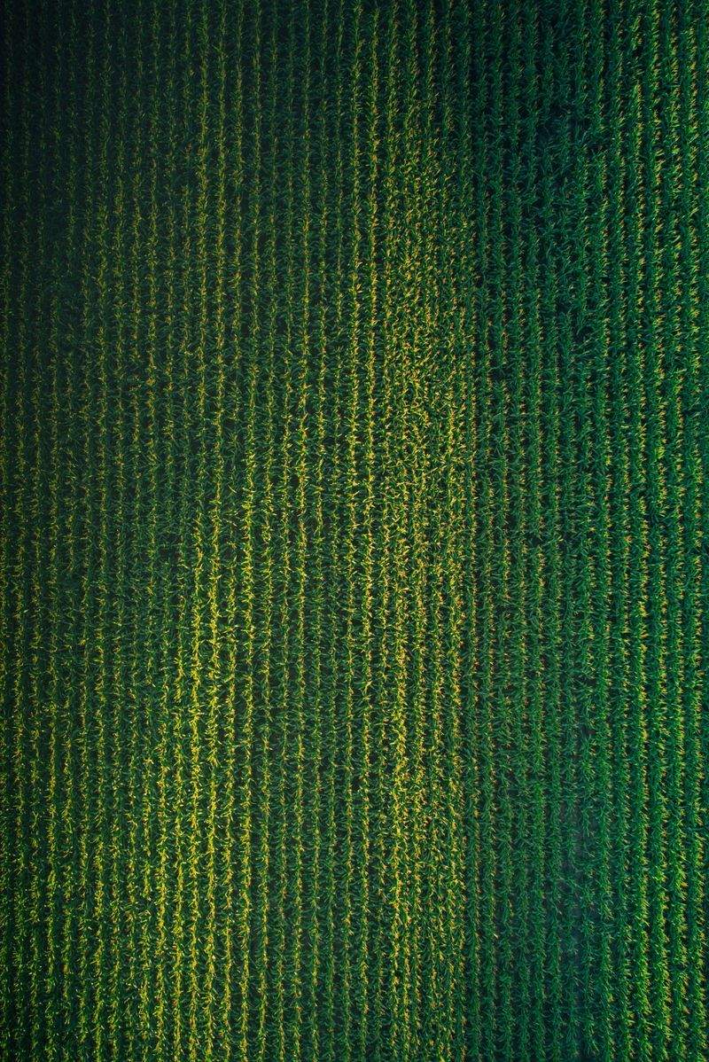 AgroValle Ibérico 3