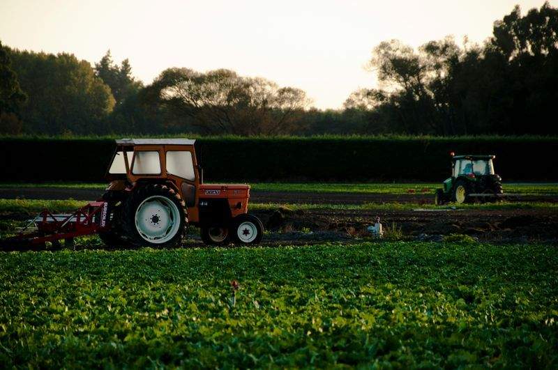 AgroValle Ibérico 7