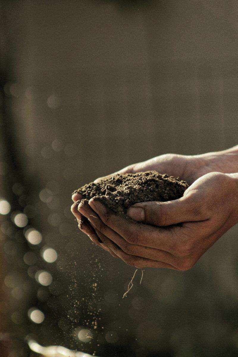 Asesoramiento agronómico para cultivos extensivos e intensivos