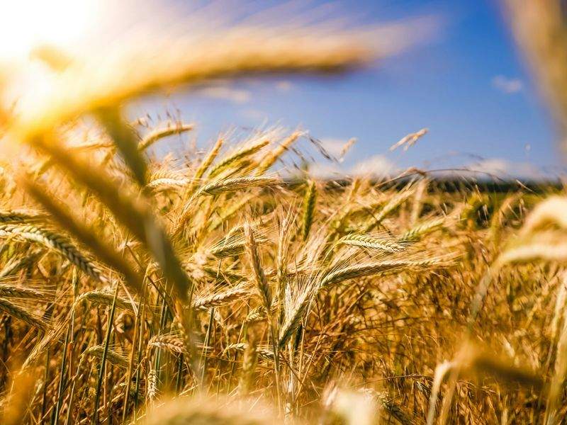 Gestión y mantenimiento de fincas agrícolas