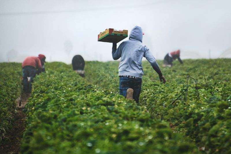 Suministro de insumos agrícolas y fertilización